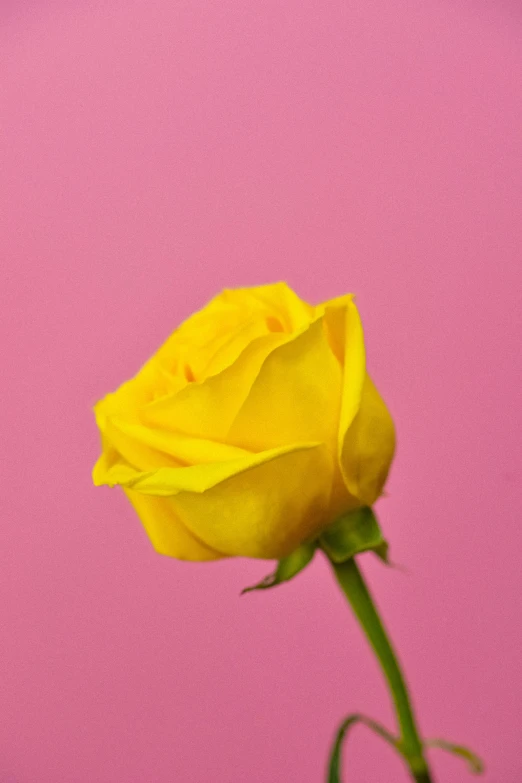 yellow flower in vase against a pink background