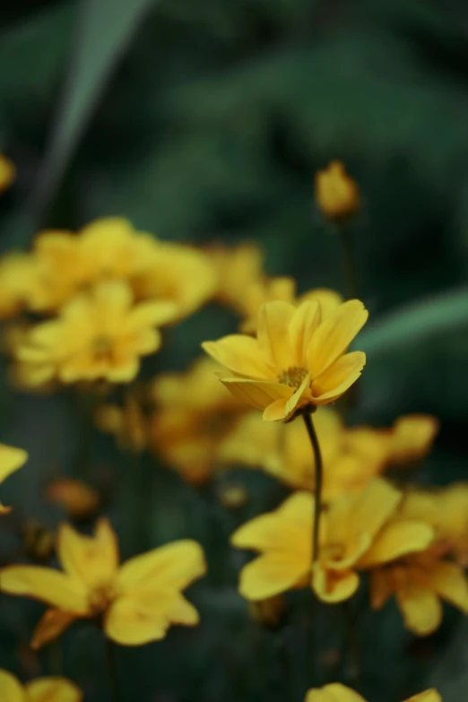 a lot of yellow flowers that are in a field