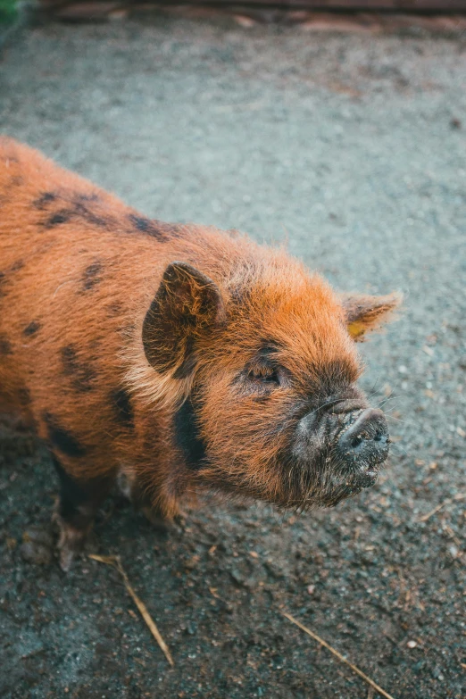 a very cute looking pig on concrete near grass