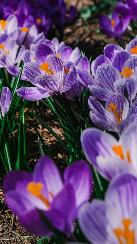 purple crocins blooming in a flower garden