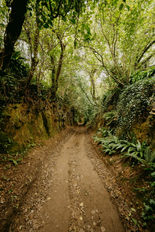 dirt path through some dense tree covered trees