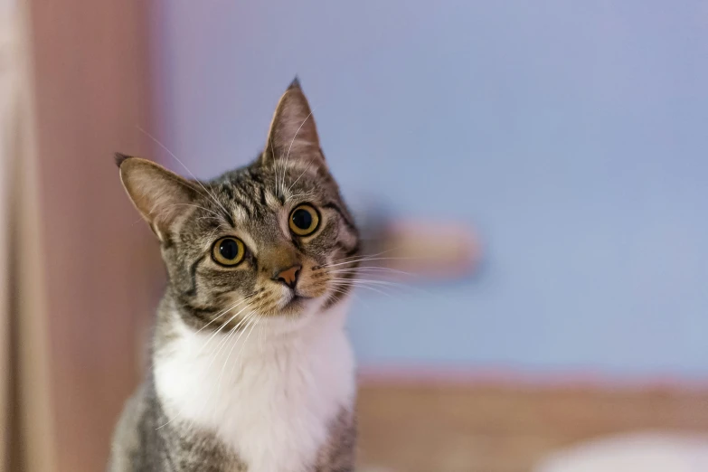 a cat sits in front of a door