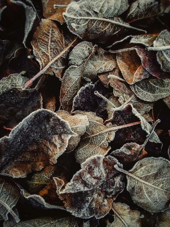 a collection of frozen leaves are shown with their frozen coats