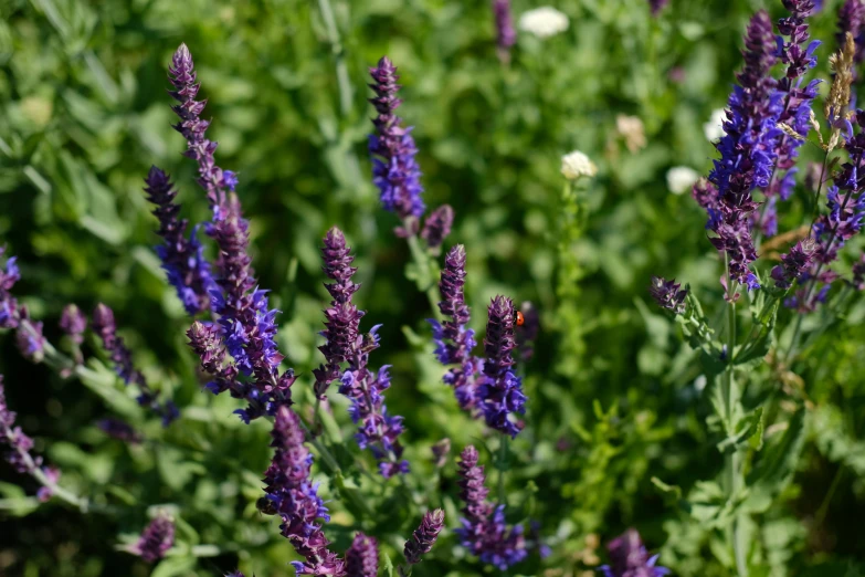 a large group of lavender flowers next to green grass