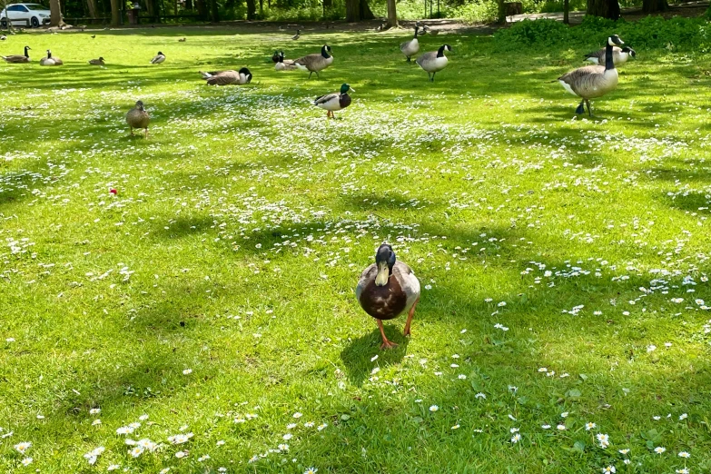 there is a group of birds in a park