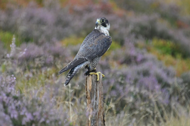 a gray and white bird perched on a post