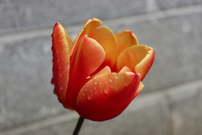 an orange tulip that has drops of water on it