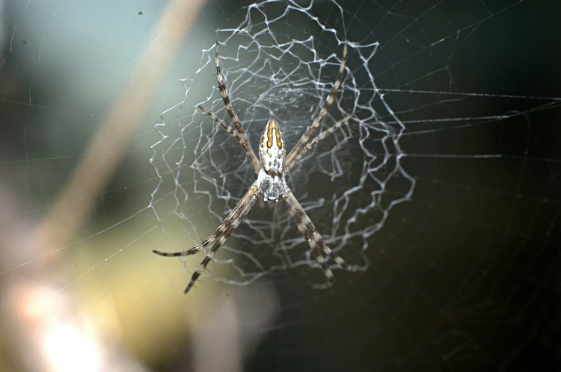 a large spider weaving through its web with it's face