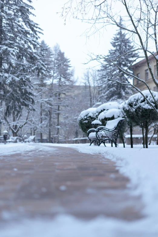 two benches covered in snow next to trees