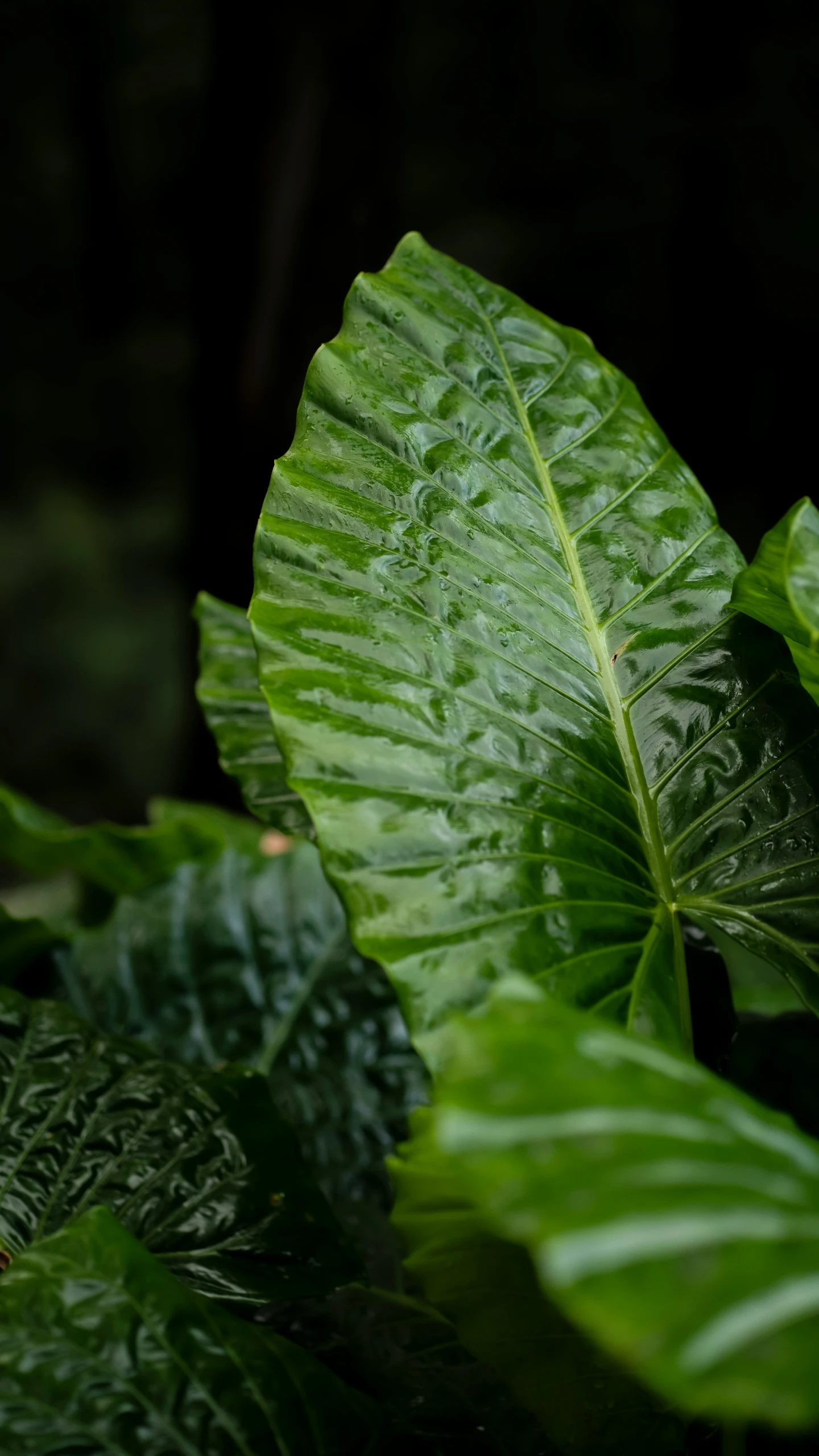 a green leafy plant is shown against a dark background