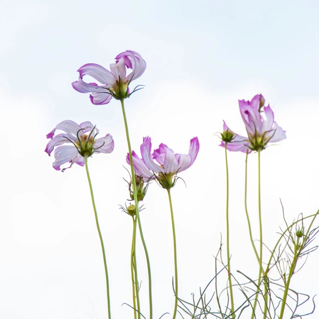 flowers with the sky in the background