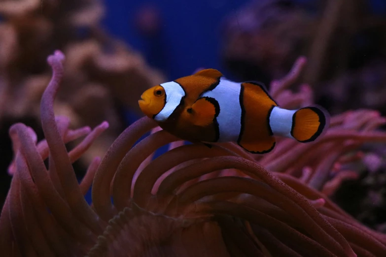 an orange clownfish in its coral looking out over the ocean