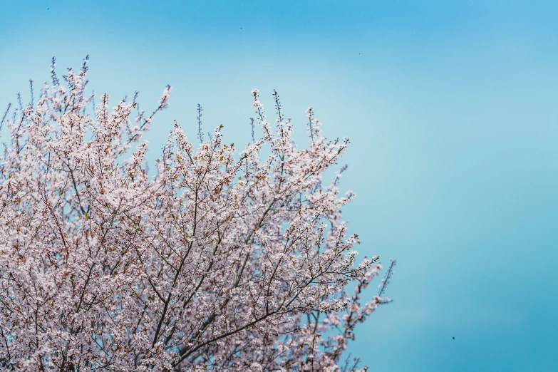 a tree with white and blue flowers against the sky