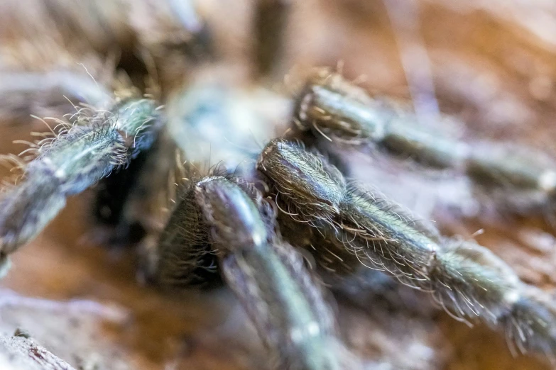 blue - colored spider is sitting on brown and white surface