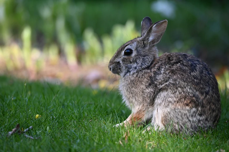 an image of a rabbit sitting in the grass