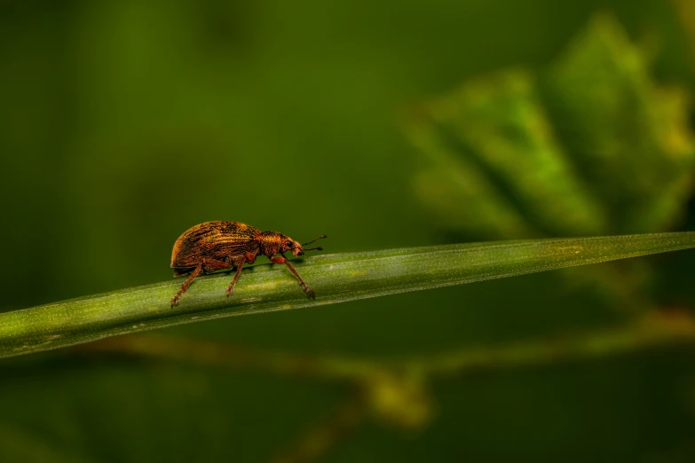 a bug sits on a green stem outside