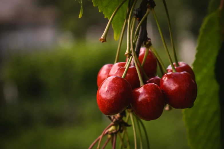 cherries are hanging on a tree with leaves