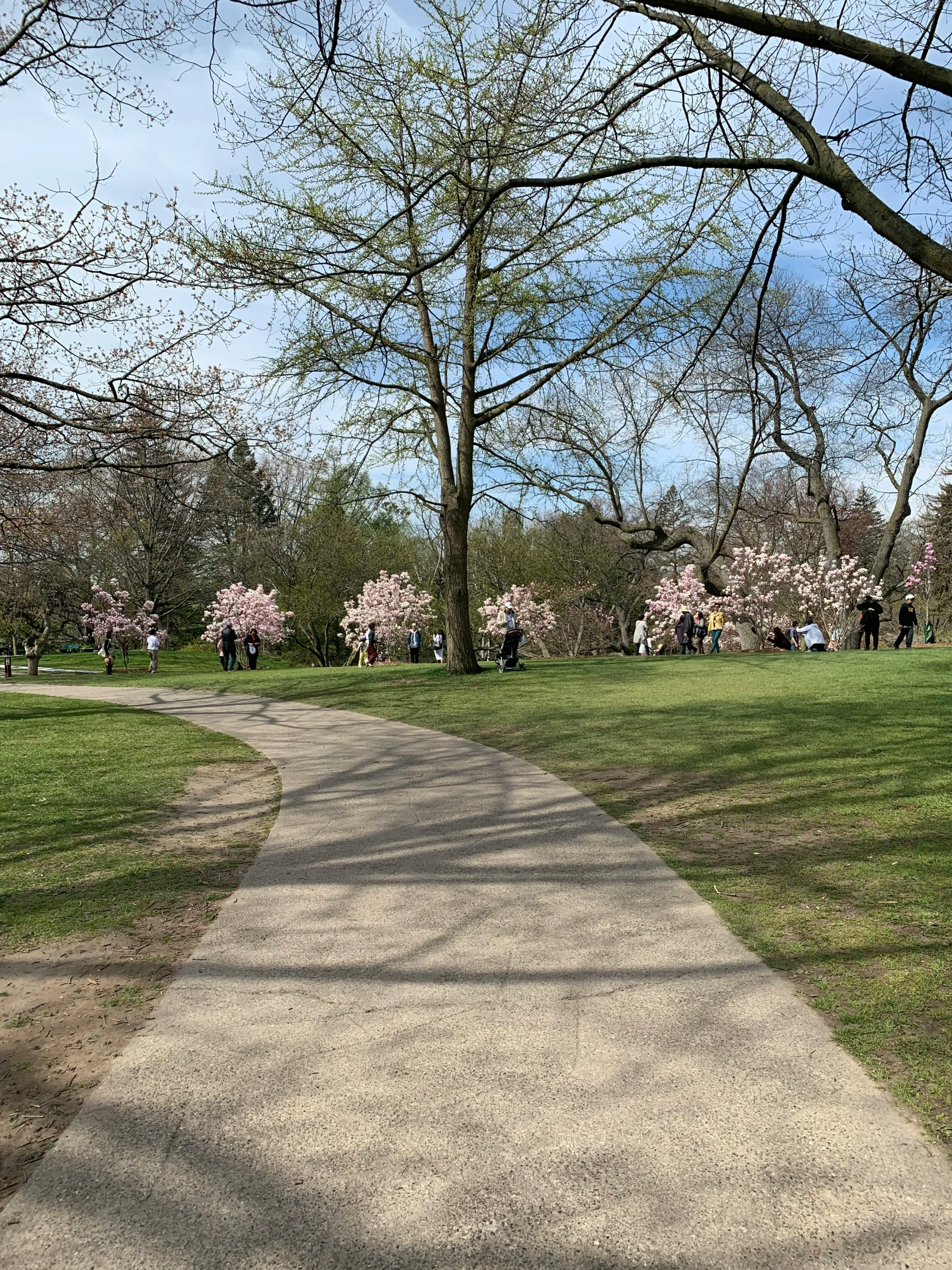 a pathway leading through a park with trees in bloom