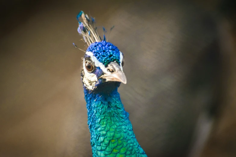 a peacock is standing in a blurred room