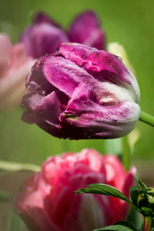 purple flowers are being taken up close in the dark