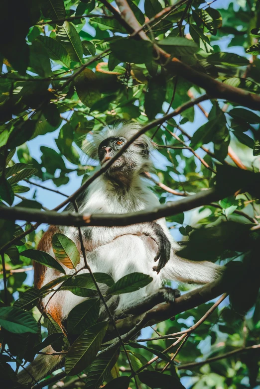 a white - headed lemure monkey is seen perched in the leaves