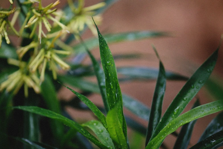 a plant in the middle of some plants