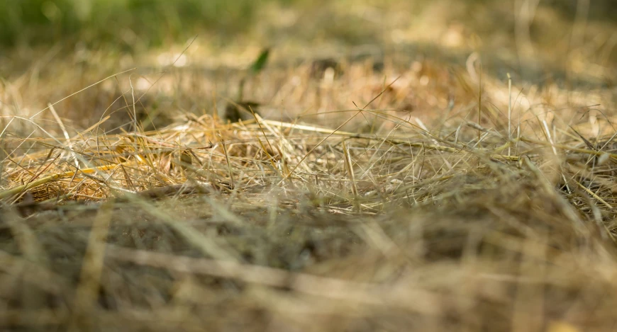 an image of closeup of a bird in grass