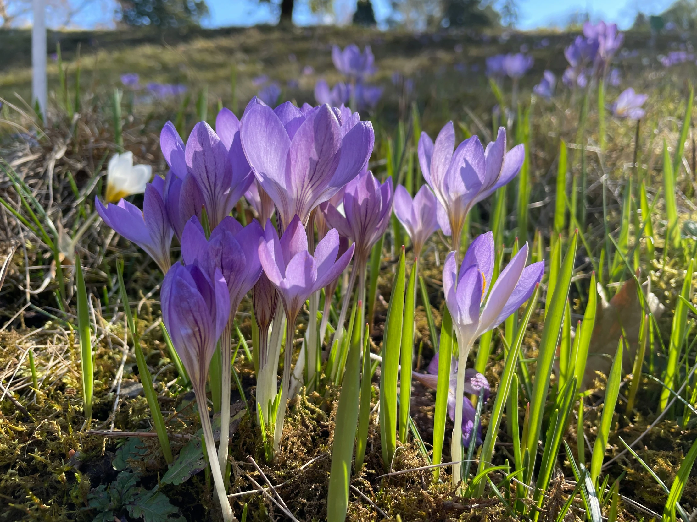 a group of purple flowers sitting on top of a green field