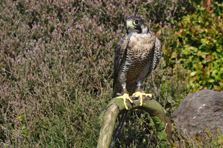 an owl is perched on a dead tree nch