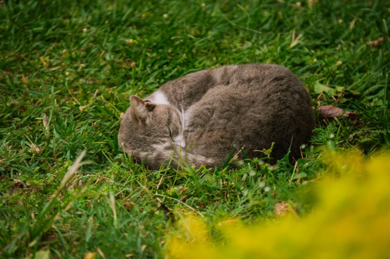 there is a cat that is laying in the grass