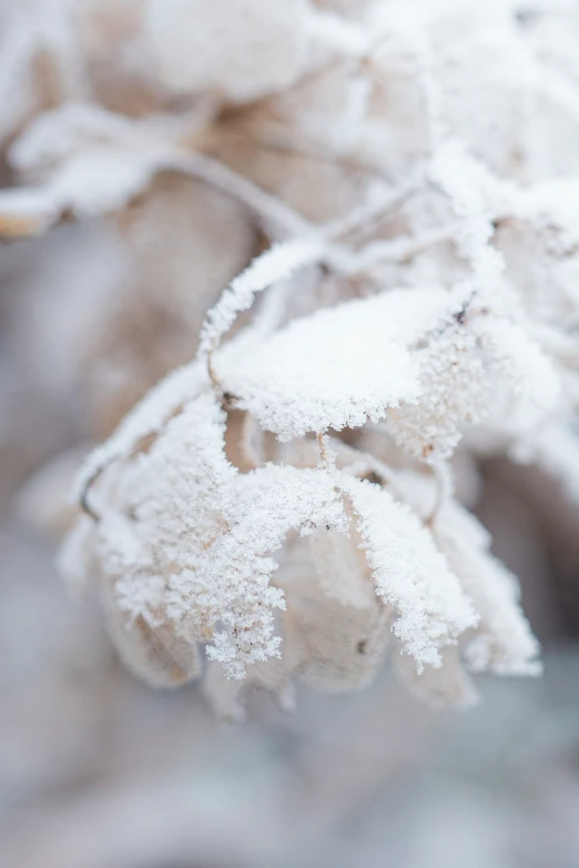 a plant that is covered with frost next to some kind of plant