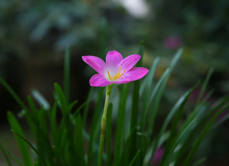 a single flower that is growing on some grass