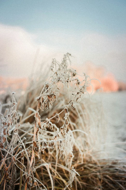 frozen grass with the sun shining