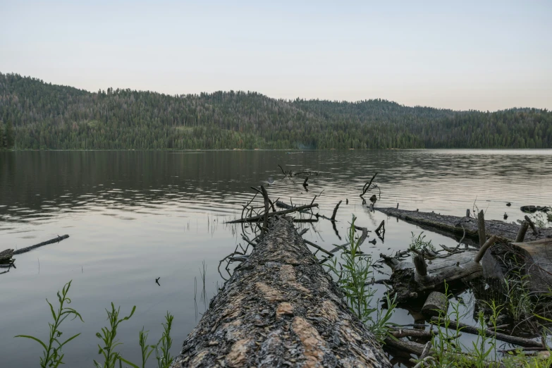 a fallen log sits in the water on the bank