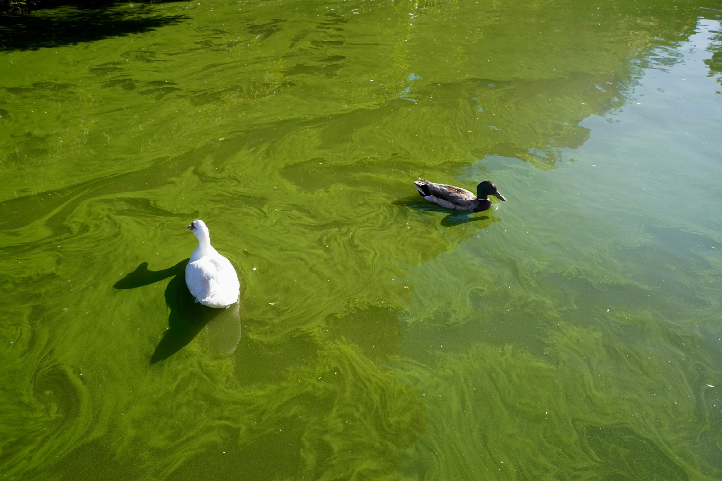 a pair of ducks swimming on top of a green pond