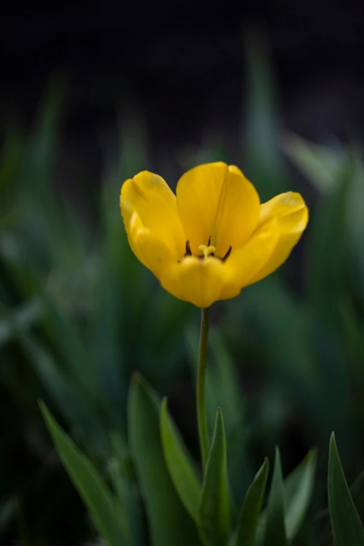 close up of a single yellow tulip flower with very thin green leaves