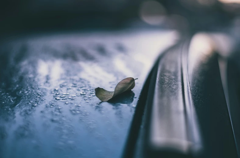 a single dead leaf is resting on the surface of a bench