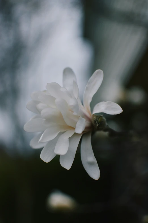 closeup of a single flower on a small stem