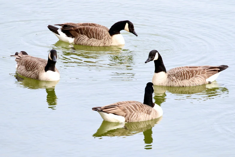 three ducks in the water near one another