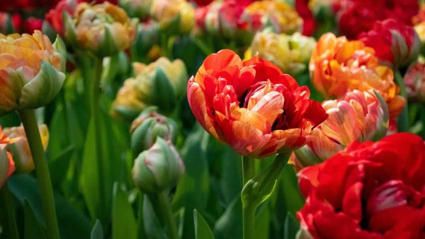 colorful tulips are in the middle of a field