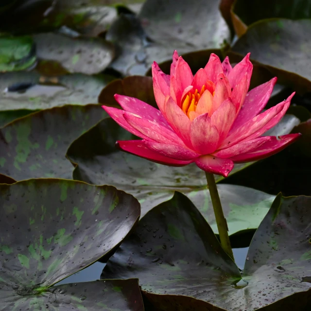 a pink lotus in a pond with green lily pads