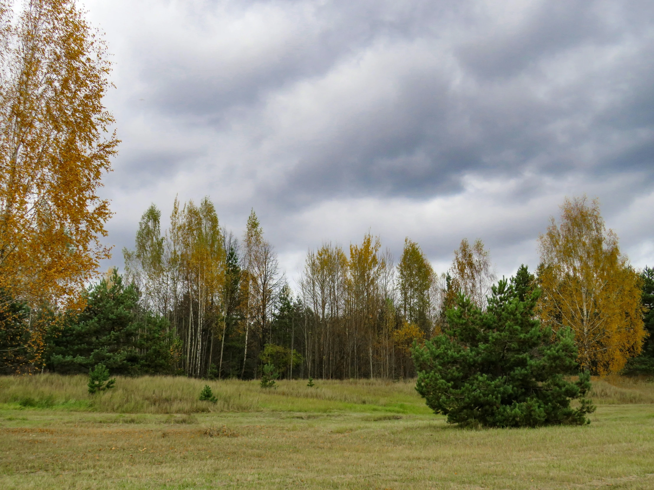 a grass covered field with trees in the distance