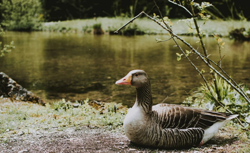 a duck sits on the ground near water