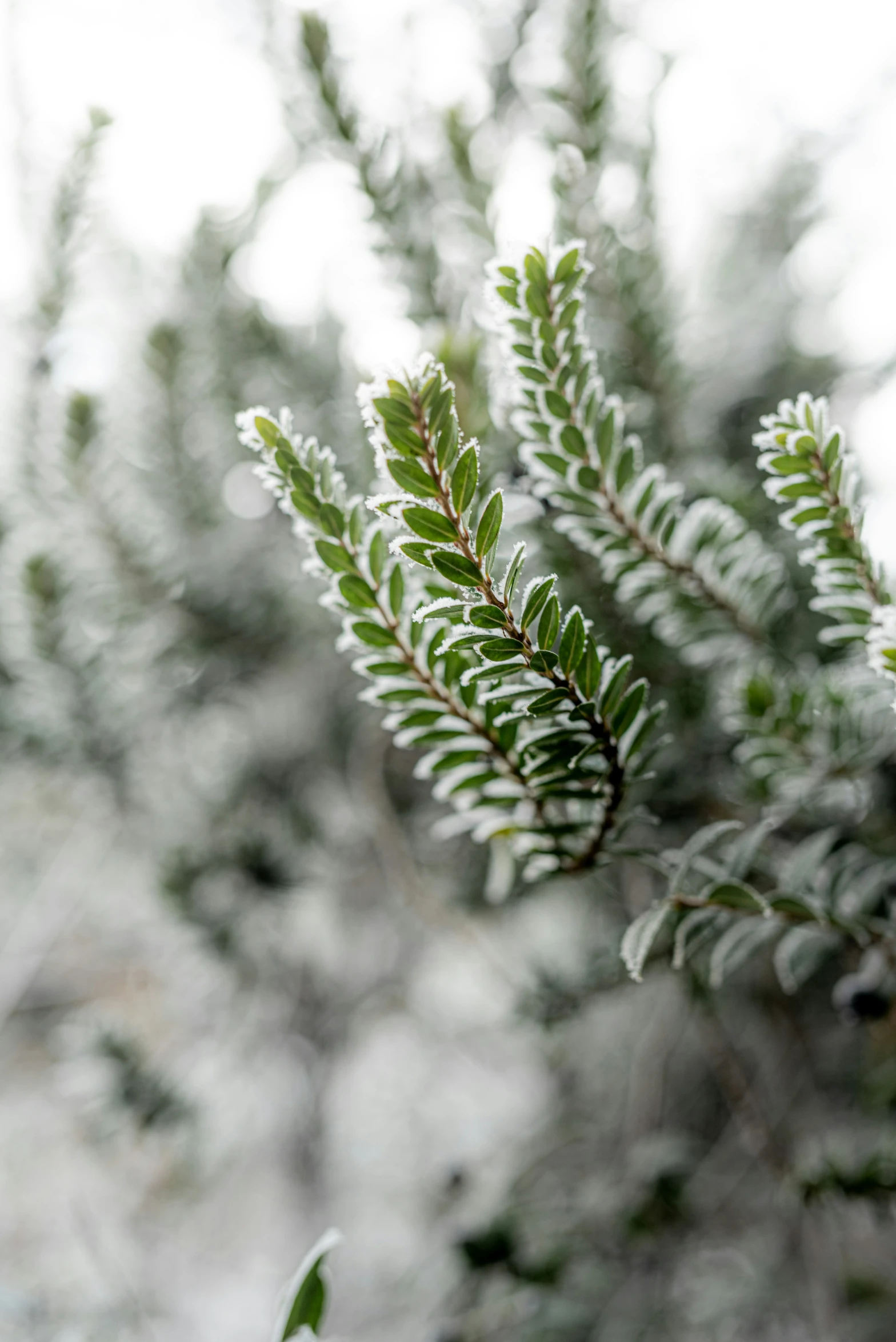 the needles on an evergreen tree are almost unfrosty