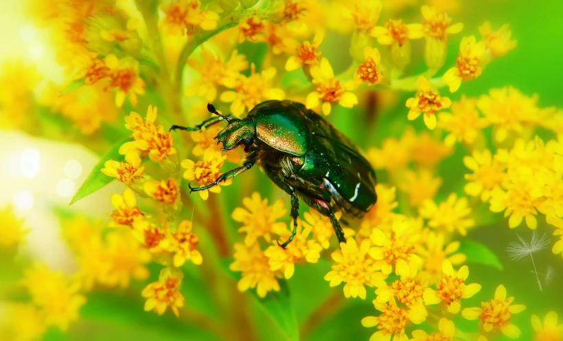 the green beetle is on yellow flowers