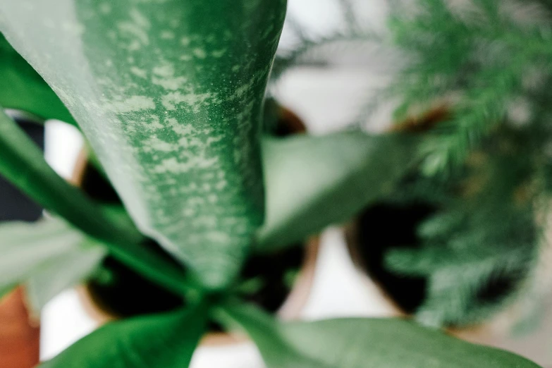 green leaves with white spots on them