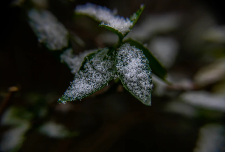 a small, frosted leaf on the nch