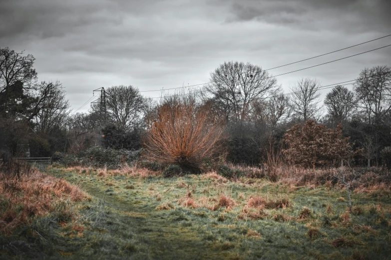 the fields are full of grass and trees