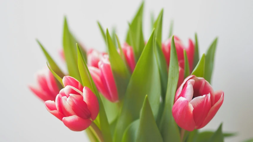 there is a bouquet of pink flowers with green stems