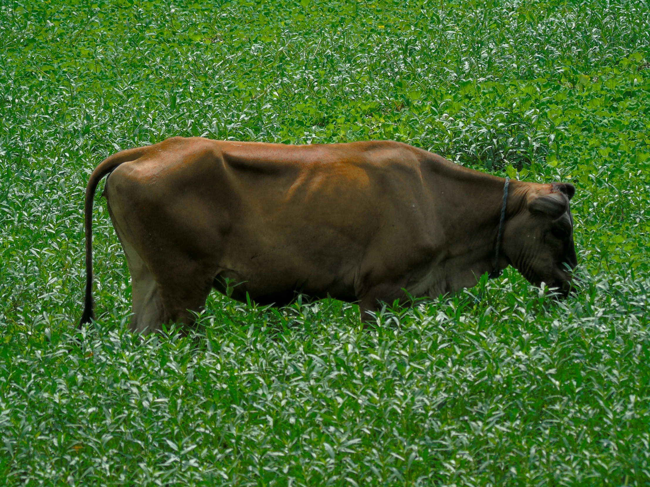 a brown cow standing in a field grazing on grass